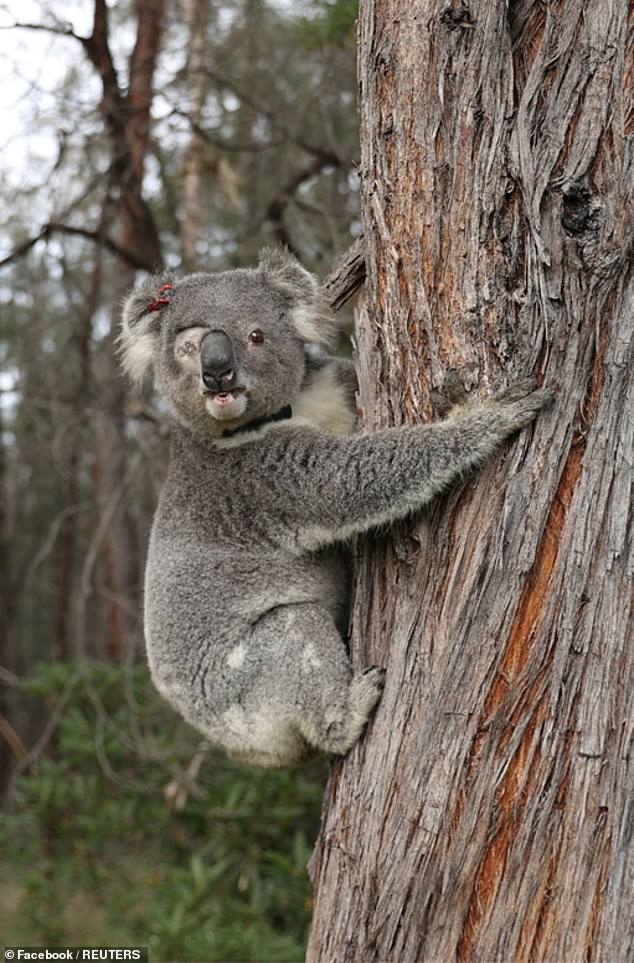 Wildlife advocates fear koalas (stock image) are slowly losing their habitat as land is cleared for commercial buildings and infrastructure