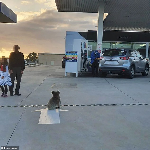 A koala (pictured) was spotted at a gas station in Victoria, much to the delight of locals, but the sighting has others concerned