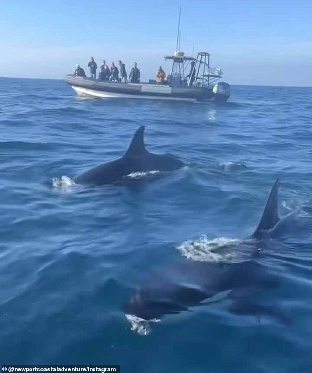 A pod of killer whales has been spotted off the coast of Southern California several times in the past month