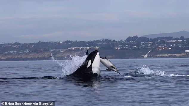 Whale watchers off the coast of Southern California were captivated by the up-close spectacle of a pod of killer whales hunting dolphins