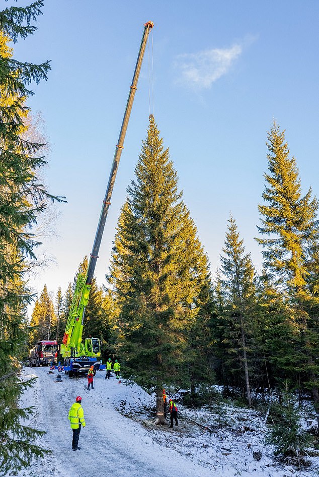 The 20 meter tall tree looked beautiful when it was felled at the end of November