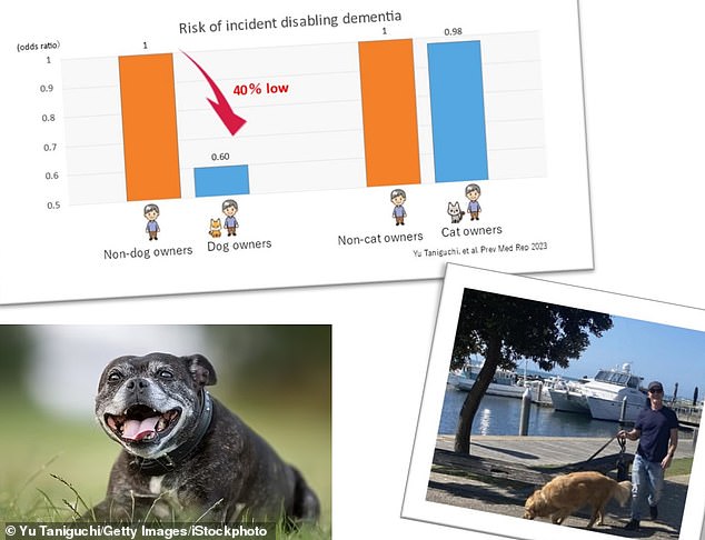 Researchers in Japan have found that owning a dog of any breed can reduce the risk of dementia by 40 percent, compared to people without a dog.