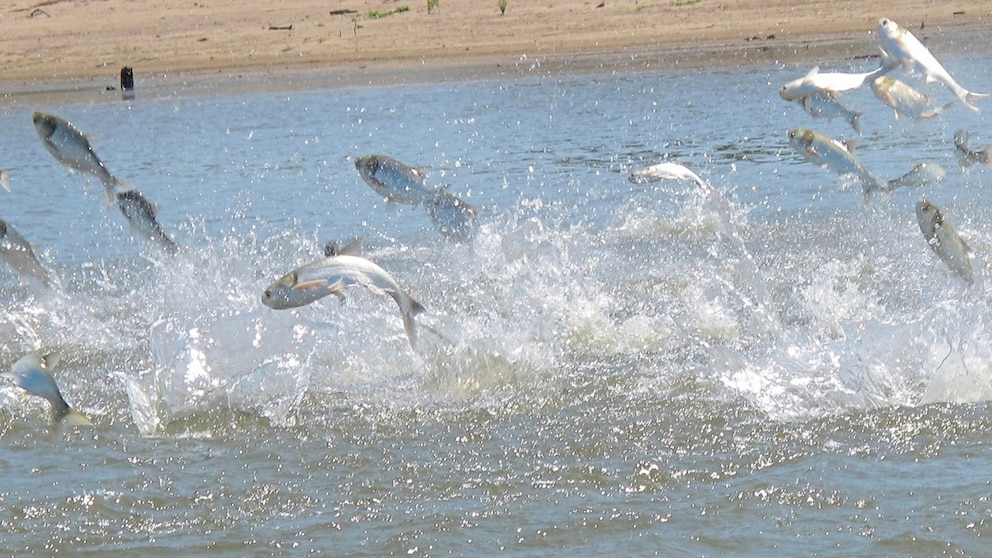 FILE - Invasive carp, startled by an electric current from a research boat, jump from the Illinois River, near Havana, Illinois, on June 13, 2012.  The Minnesota Department of Natural Resources announced Friday, December 1, 2023, that officials had pulled 323 specimens of invasive carp from the Mississippi River near Trempealeau, Wisconsin, on Thursday, November 30.  The agency called this the largest catch of invasive carp in Minnesota to date.  (AP Photo/John Flesher, File)