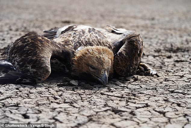 Wind turbines in Queensland and NSW are killing rare Aussie