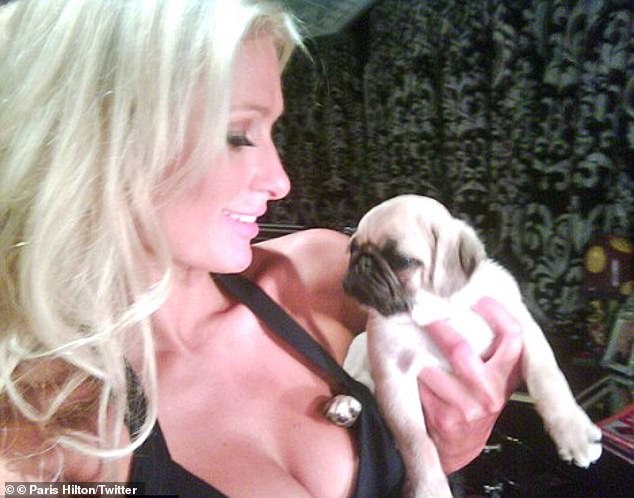 With their squashed noses and curled tails, pugs have become a favorite among dog lovers and celebrities like Paris Hilton