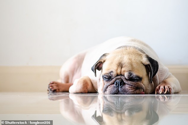 Vets are urging people not to buy pugs as new research shows flat-faced dogs are more likely to suffer from sleep problems