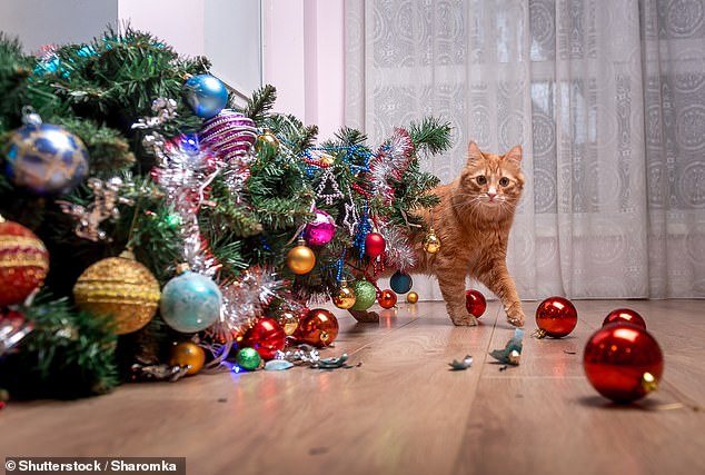 Broken glass ornaments can also pose a major risk to cats, so be sure to keep them out of reach of paws and be sure to secure your tree safely (stock photo)