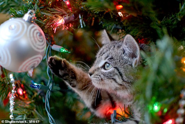 Christmas tree needles can be dangerous for cats because they contain toxic oils and can pierce their stomachs (stock photo)