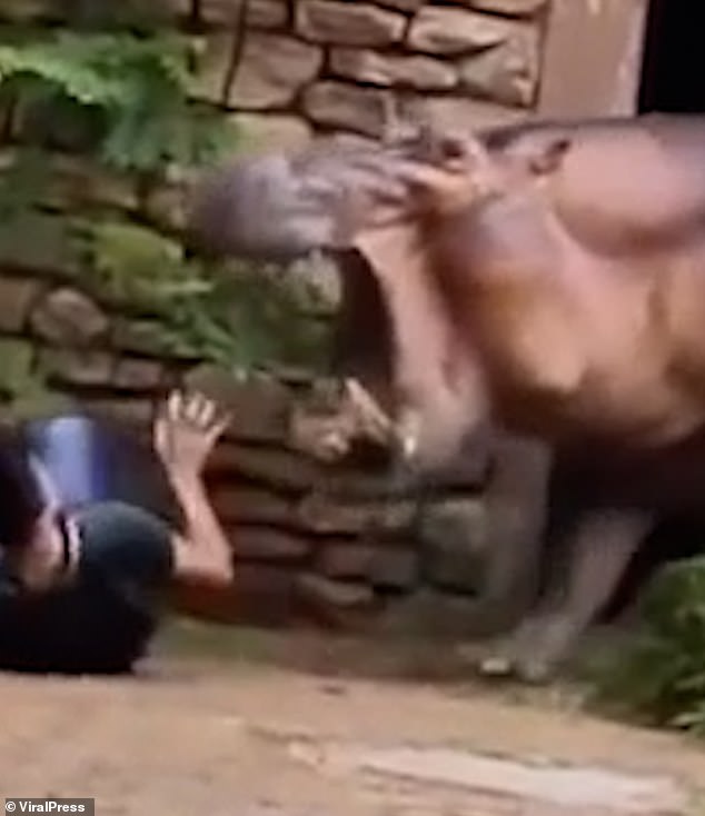 The horrifying moment a hippopotamus bared its enormous teeth as it approached the zoo keeper at the Changsha Ecological Zoo in China's Hunan province in September