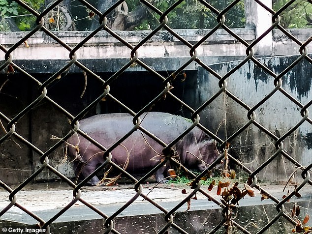 A hippopotamus at the Lucknow Zoo.  40-year-old zoo employee Suraj had entered the enclosure to clean it when he was attacked.  Suraj died on the spot (archive photo)