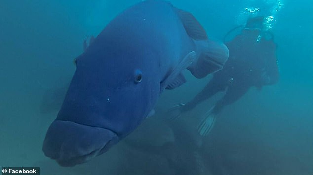 Tenille Piek, above swimming with Gus in Oak Park, where the beloved sea giant let people hand-feed him, said the spearfisherman pulled the fish out of the water 'triumphantly'