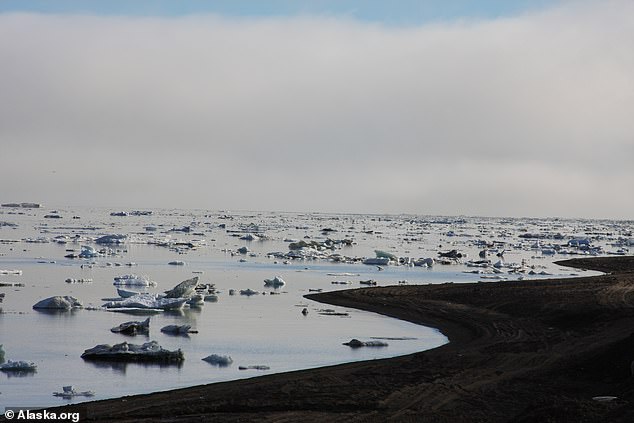 The polar bear – listed as endangered on the endangered species list – was found dead in October near Utqiagvik, Alaska (pictured), the northernmost community in the US.