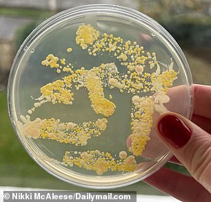 After five days, the petri dish containing samples of the rubber and silicone tires was completely covered with yellow spores