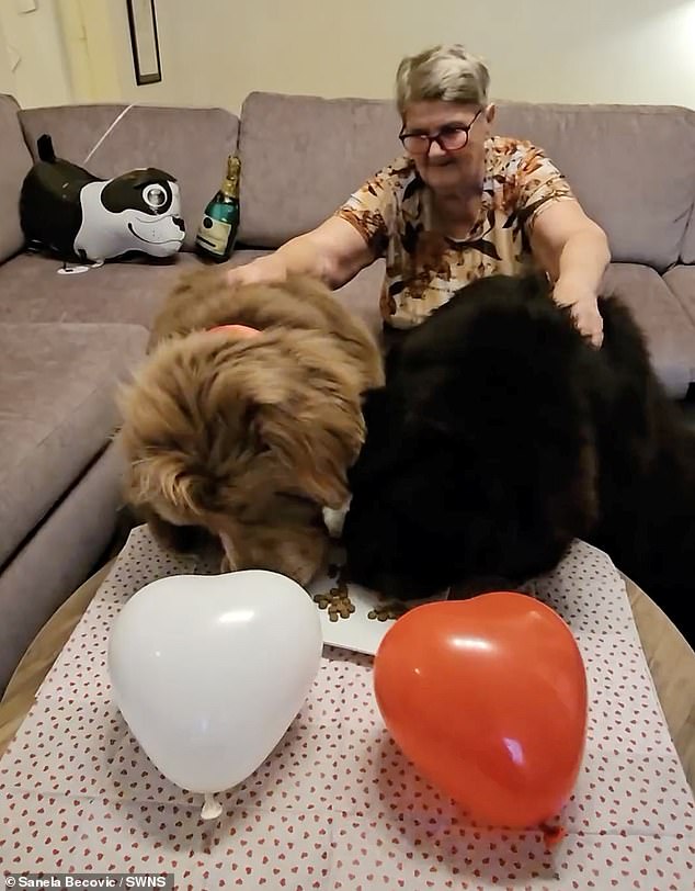 Sanela, 44, was afraid of dogs before she had Teddy but wanted a huge fluffy bear to cuddle, and this was as close as she could get