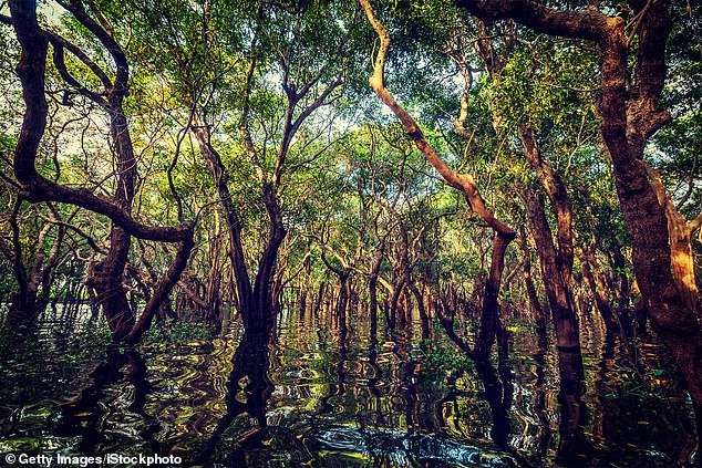 Mangroves that grow in warm areas with abundant rainfall and few storms can grow to exceptional heights.  Researchers estimate that the trees in the mangrove forest on Barro Colorado Island were 130 feet or taller
