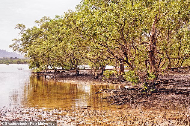 The remaining relatives of fossilized mangroves are in Southeast Asia.  There is no one left in Central or South America