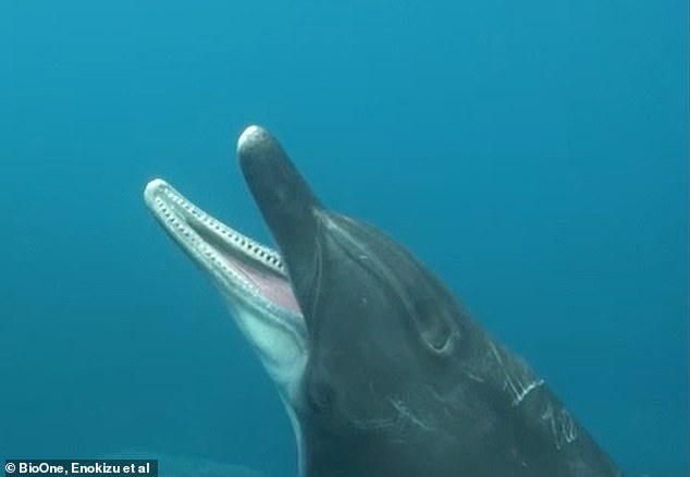 The dolphin opens its mouth wide before closing it.  The animal was not feeding, and did not appear to be playing or communicating with any other dolphins.  Scientists concluded that he was yawning