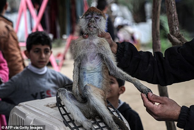 Four monkeys have died and a fifth is now so weak he can't even feed himself, said zoo owner Ahmed Gomaa