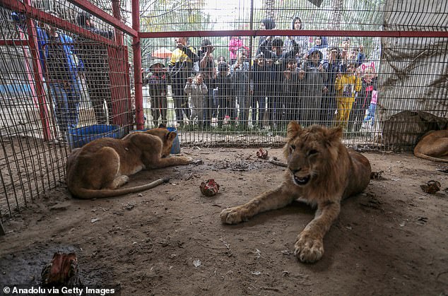 Lions, monkeys and parrots struggle to find food and medical treatment at Rafah Zoo, Gaza, 12 weeks after Israel's attack on the region