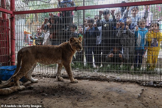 Animals die and get sick every day, said Sofian Abdeen, a veterinarian who has worked at the zoo