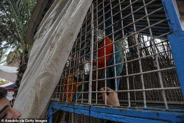 Parrots are struggling to find food and medical treatment while living in harsh zoo conditions due to the Israeli attacks in Rafah, Gaza.