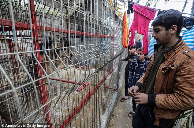 Some animals have already died of starvation and others are still living in harsh conditions, while dozens of destitute Palestinians camp among their cages in the private zoo run by the Gomaa family.