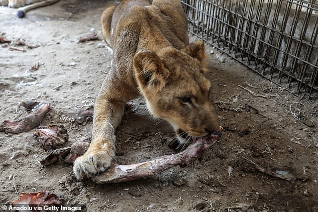 Mr Gomma also fears for his two lion cubs, whose mother has lost half her weight since the conflict began, going from daily meals of chicken to weekly portions of bread.