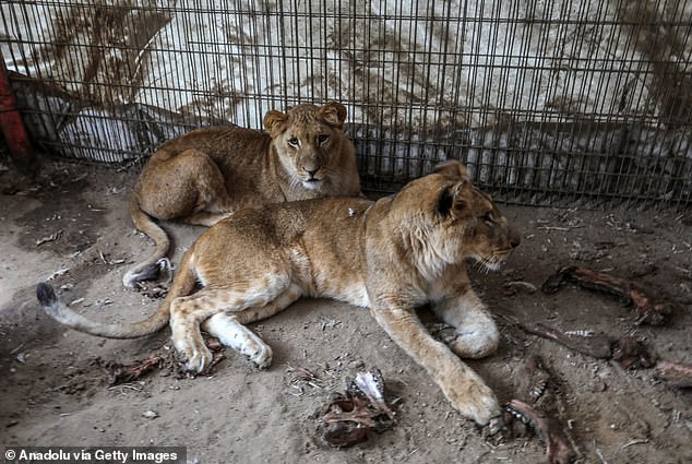 More images of the painfully thin lions living on scraps at the Rafah Zoo in the southern Gaza Strip