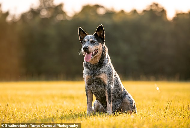 Expenditure on farm dogs and guard dogs can be deducted from taxes, but a tradie who tried to claim food for an 'occasionally' cooperating pup was rejected