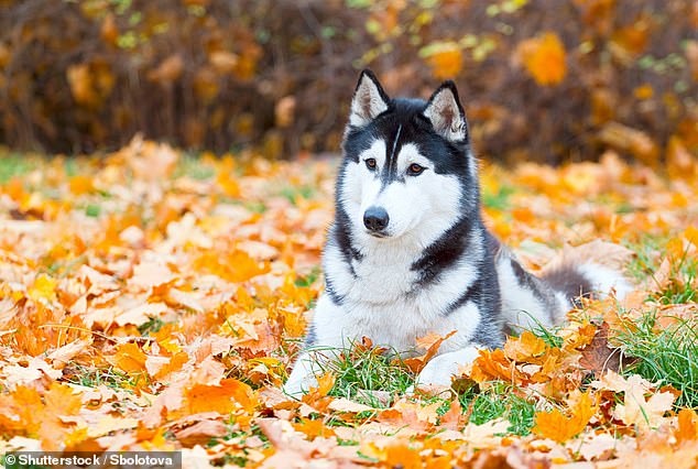 Huskies are very temperamental and dominant