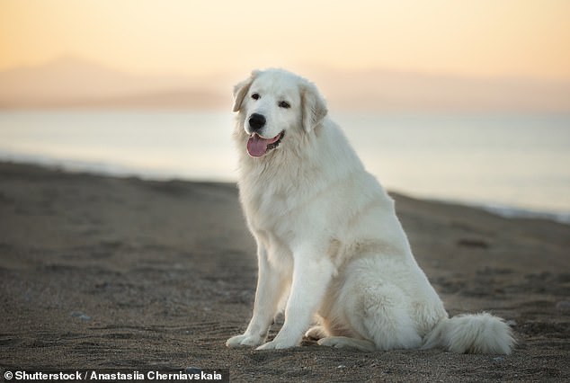 Maremma Sheepdogs are too serious to train