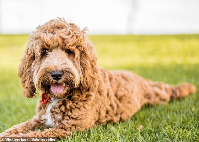 Cavoodles are a notoriously anxious pup to train