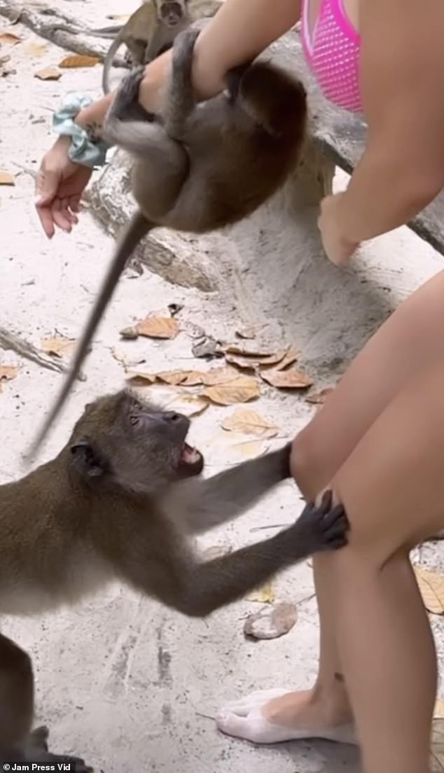 She stroked the baby monkey before the mother came over and bit her