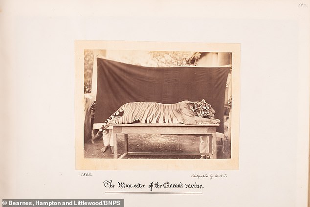 Tanner's 1852 photo of a tiger dubbed the 