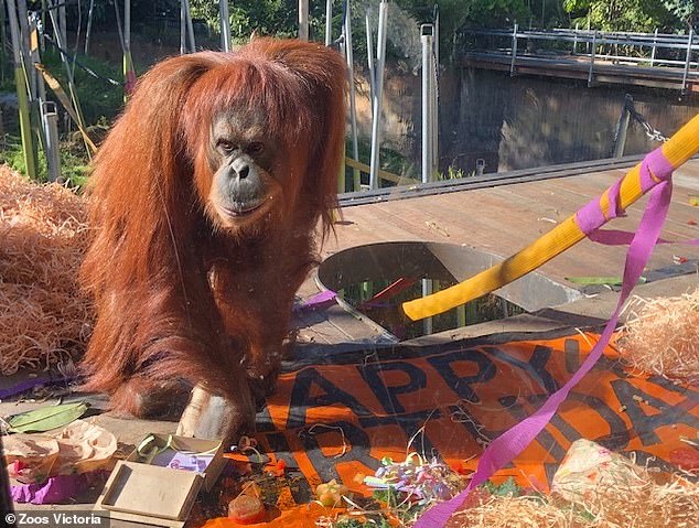 Kiani's caretakers made the difficult decision to euthanize her after her health deteriorated due to age-related conditions, having exceeded the species' average lifespan of 40 years