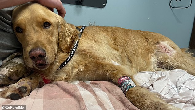 The three-year-old dog underwent surgery, but only had to stay in the hospital for one night