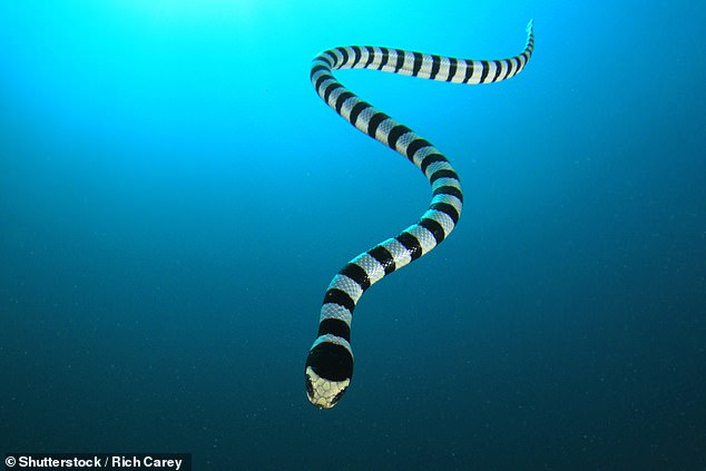 Sea kraits are generally ten times more venomous than land snakes