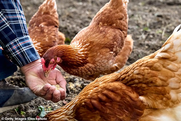 Chickens release a rapid barrage of cackles or a high-pitched staccato cackle when anticipating receiving food