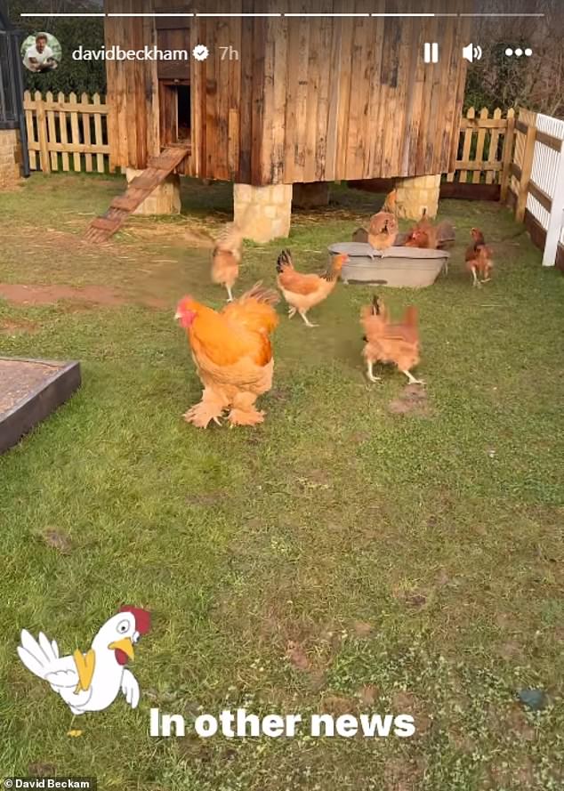 Later in the day, David showed off his new chickens and rooster, which were gifted to him by Victoria on Christmas Day.