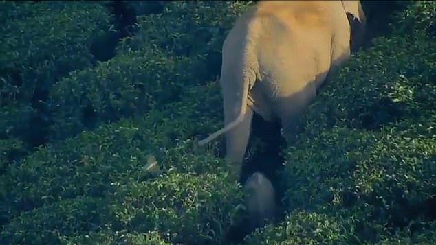 The elephant (pictured behind his mother) was driven back to the herd and reunited