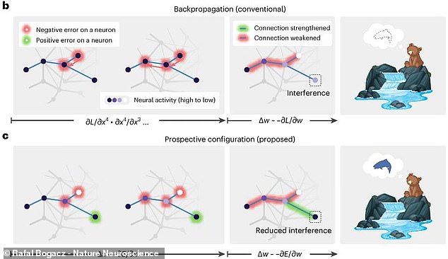 This diagram shows how an AI (top) would predict that there would be no fish if its hearing were lost, while a biological brain (bottom) makes the correct prediction anyway.