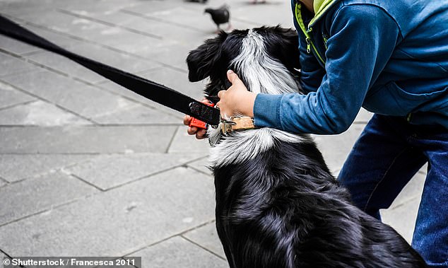 1704387805 138 TV vet Katrina Warren surprises fans with Border Collie warning