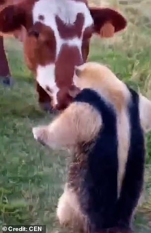 Another curious member of the herd approaches the anteater, and after another standoff, this time it is the anteater that quickly scurries away.