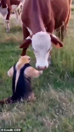 Come on!  The brave anteater was in no mood to give way when the cows approached his territory