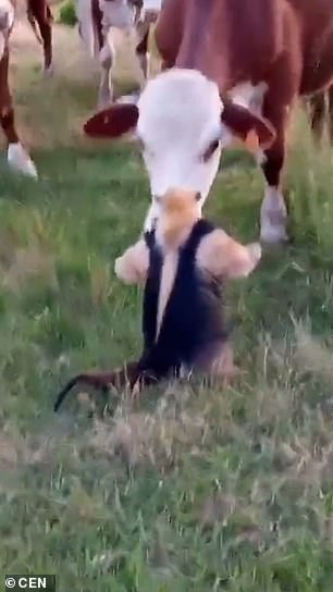 The anteater straightened up and stood on its hind legs to give the cows a piece of their mind