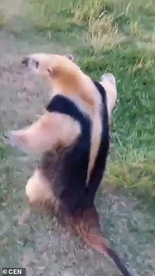 The anteater straightened up and stood on its hind legs to give the cows a piece of their mind