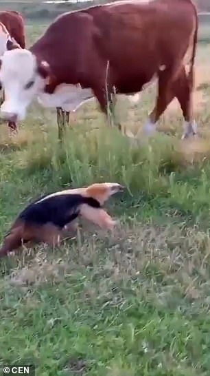 Bottlers!  The anteater circled the cows and then, for good measure, stood facing them again