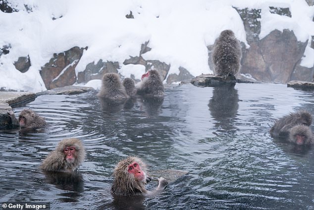 Japanese macaques, famous for lounging in mountain hot springs, are also often risk takers, scientists have found.  In a video game task, they choose the high-risk, high-reward scenario almost every time