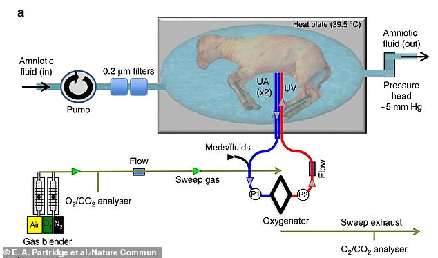 The artificial uterus connects an oxygenator to the fetus's umbilical cord and places it in a fluid bag so it can breathe by swallowing amniotic fluid, as in the womb