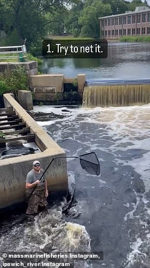 At the first attempt to help the otter, a local resident tried to catch it in a net.  This didn't work and the net broke during the rescue